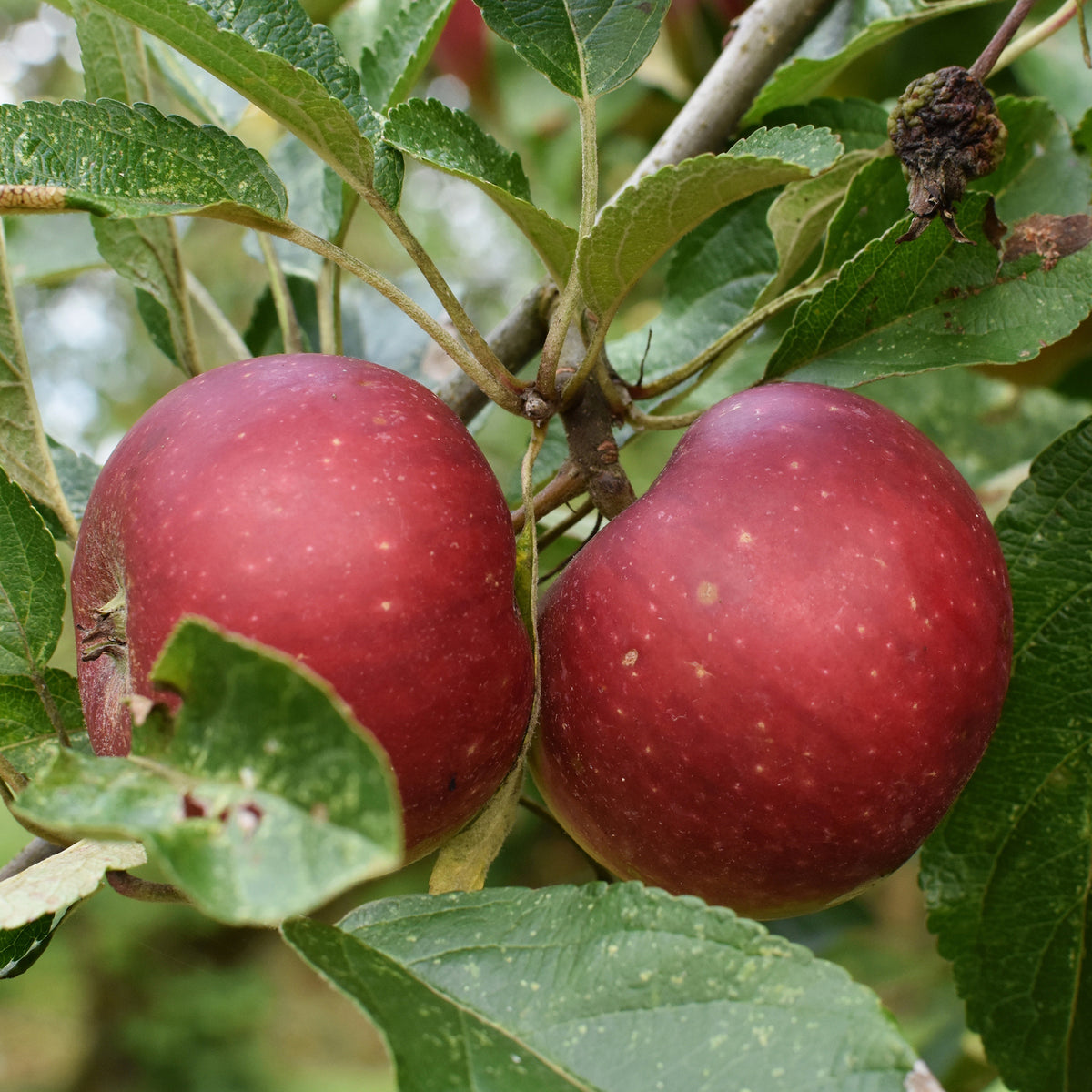 Appelboom Ingrid Marie - Willemse