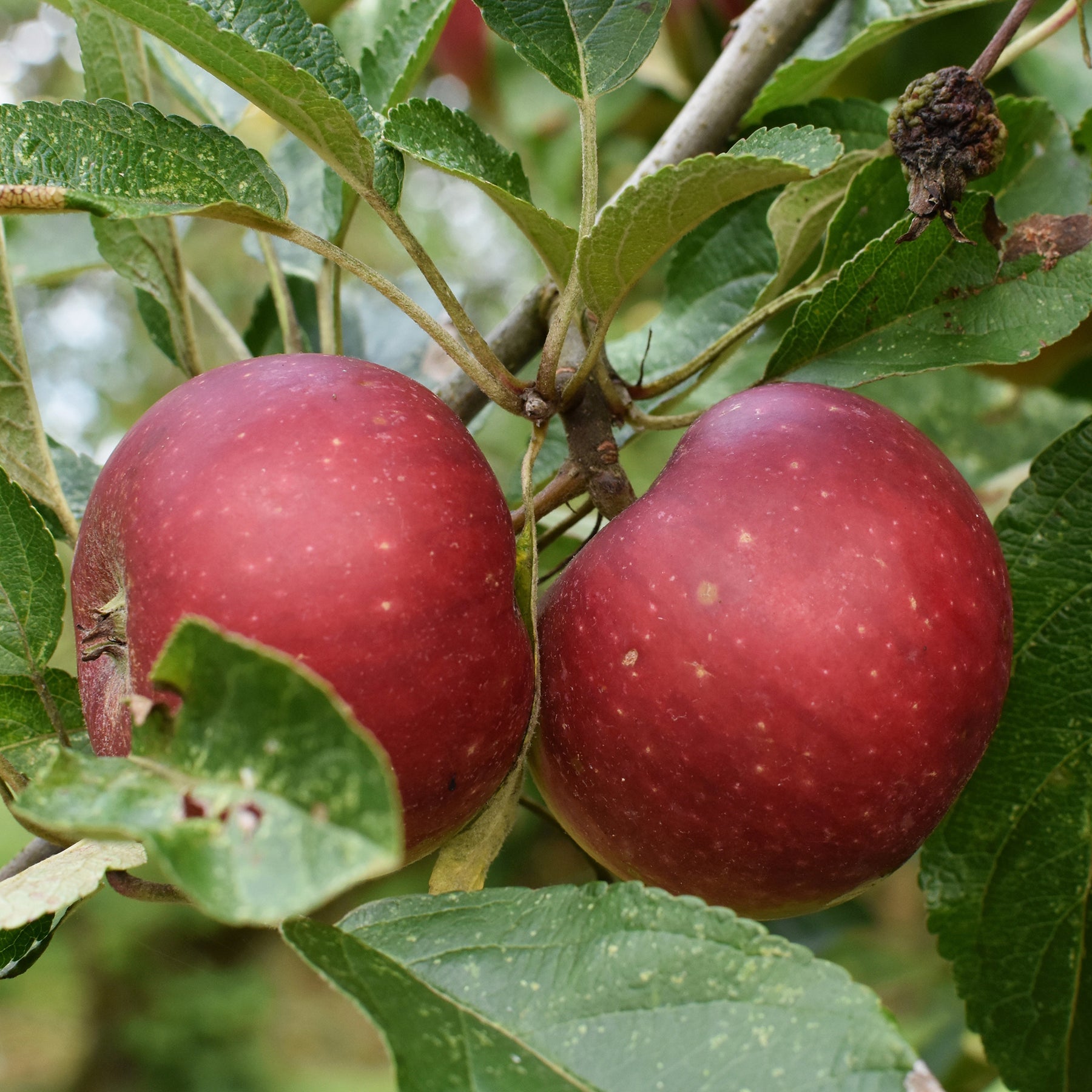 Appelboom Ingrid Marie - Willemse