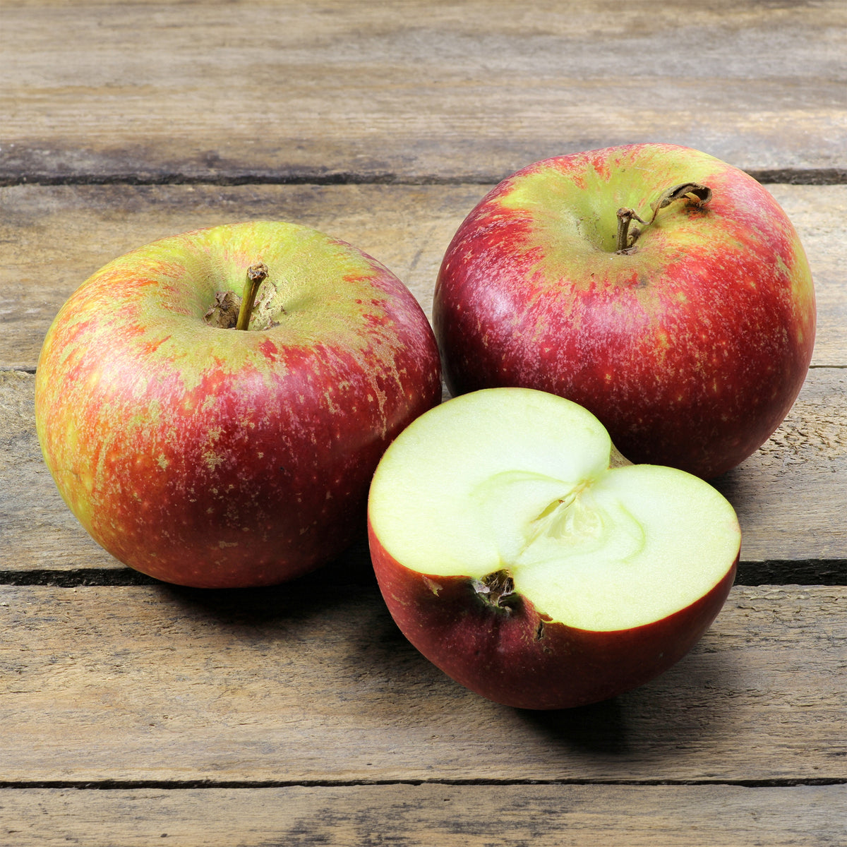 Appelboom Ingrid Marie - Malus domestica Ingrid Marie - Willemse