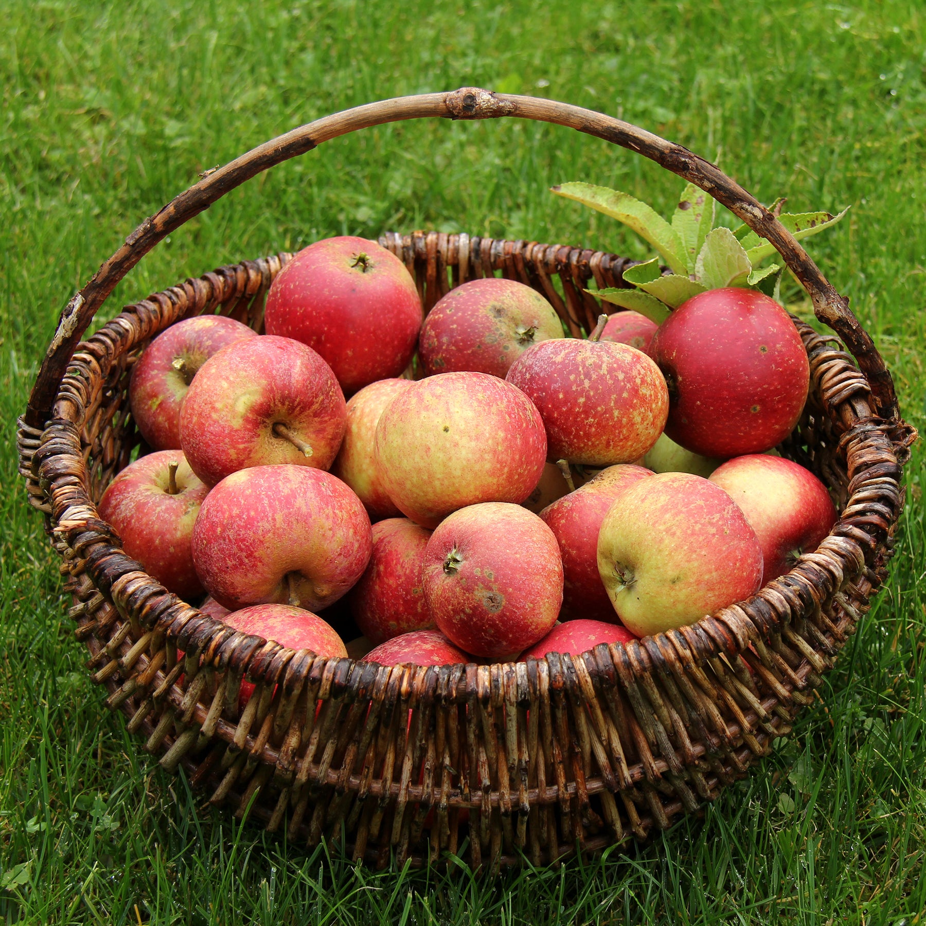 Appelboom Ingrid Marie - Willemse