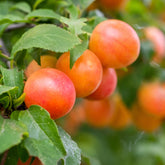 Pruimenboom Aprimira - Prunus domestica Aprimira - Willemse