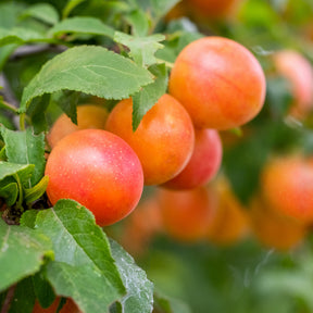 Pruimenboom Aprimira - Prunus domestica Aprimira - Willemse