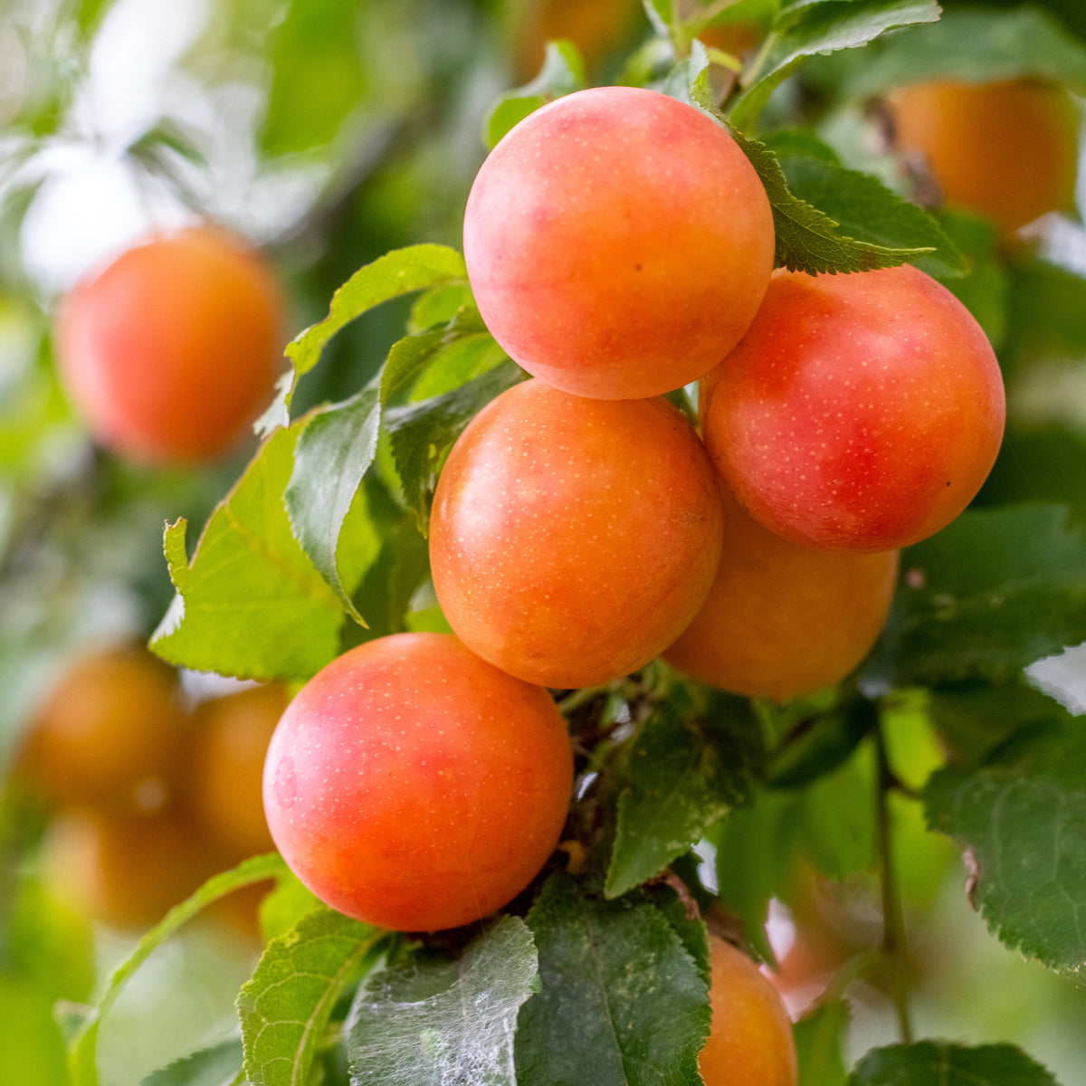 Pruimenboom Aprimira - Willemse