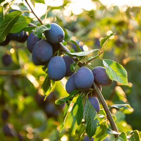 Pruimenboom Hauszwetsche - Willemse