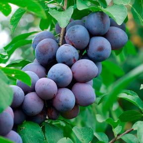 Pruimenboom Hauszwetsche - Prunus domestica Hauszwetsche - Willemse