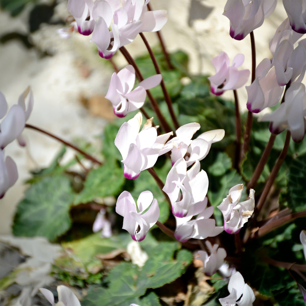 Cyclamen coum blanc - Willemse