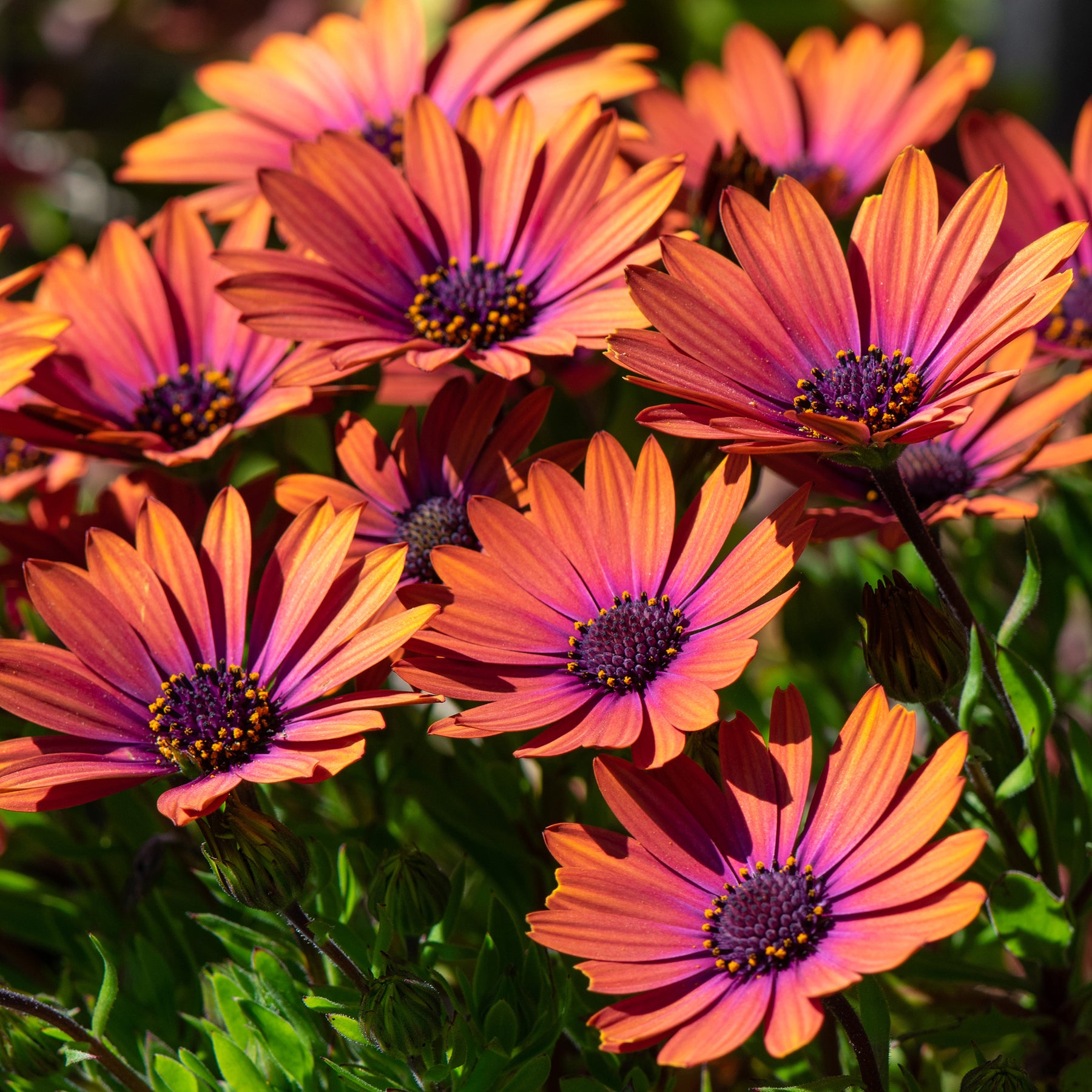 Osteospermum purple sun - Osteospermum Flower Power® Purple Sun - Willemse