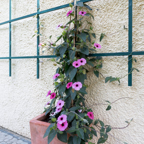 Thunbergia alata Sunny Suzy Rose Sensation - Willemse