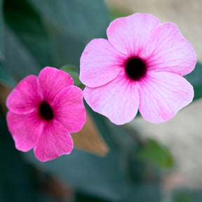 Thunbergia alata Sunny Suzy Rose Sensation - Willemse