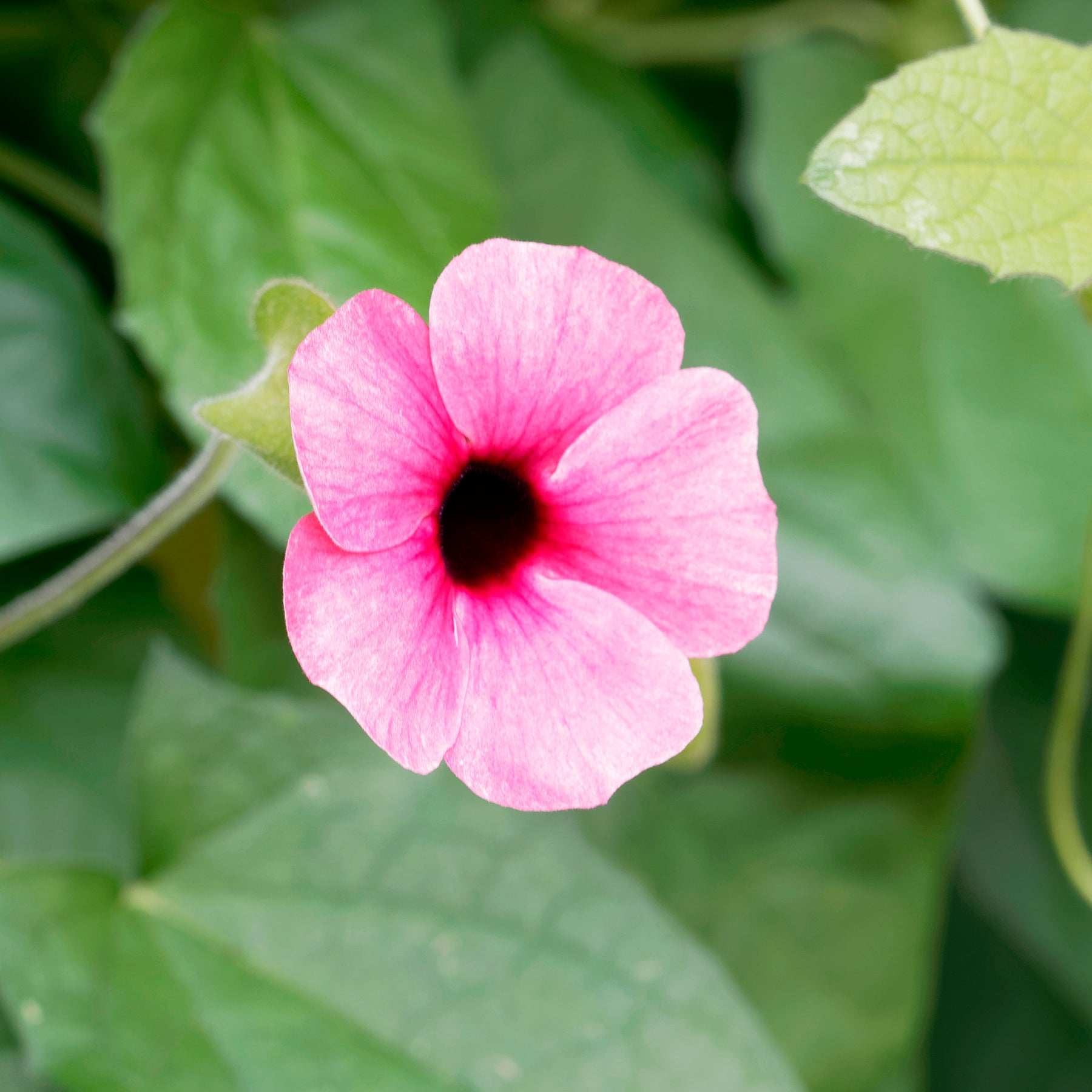 Thunbergia alata Sunny Suzy Rose Sensation - Thunbergia alata Sunny Susy® Rose Sensation - Willemse