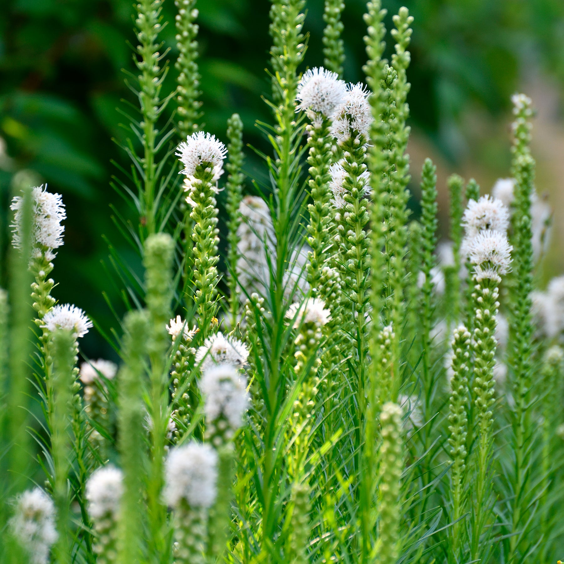 Bloeiende vaste planten - Vaste planten Mix Wit - Gyspsophila, Liatris, Echinacea