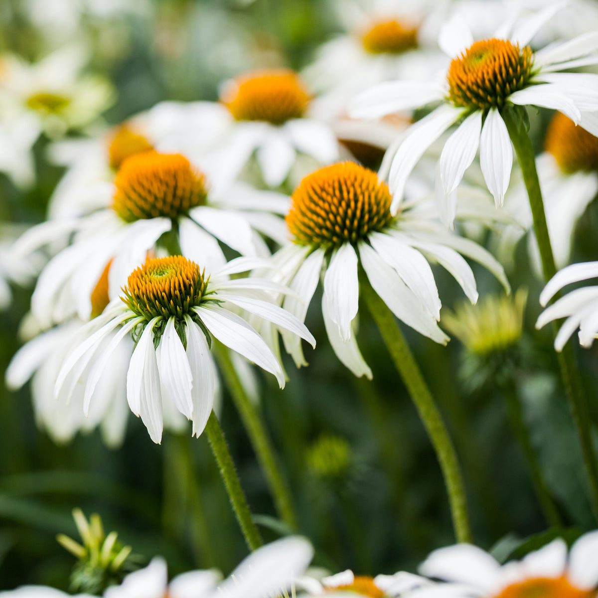 Vaste planten Mix Wit - Gyspsophila, Liatris, Echinacea - Willemse