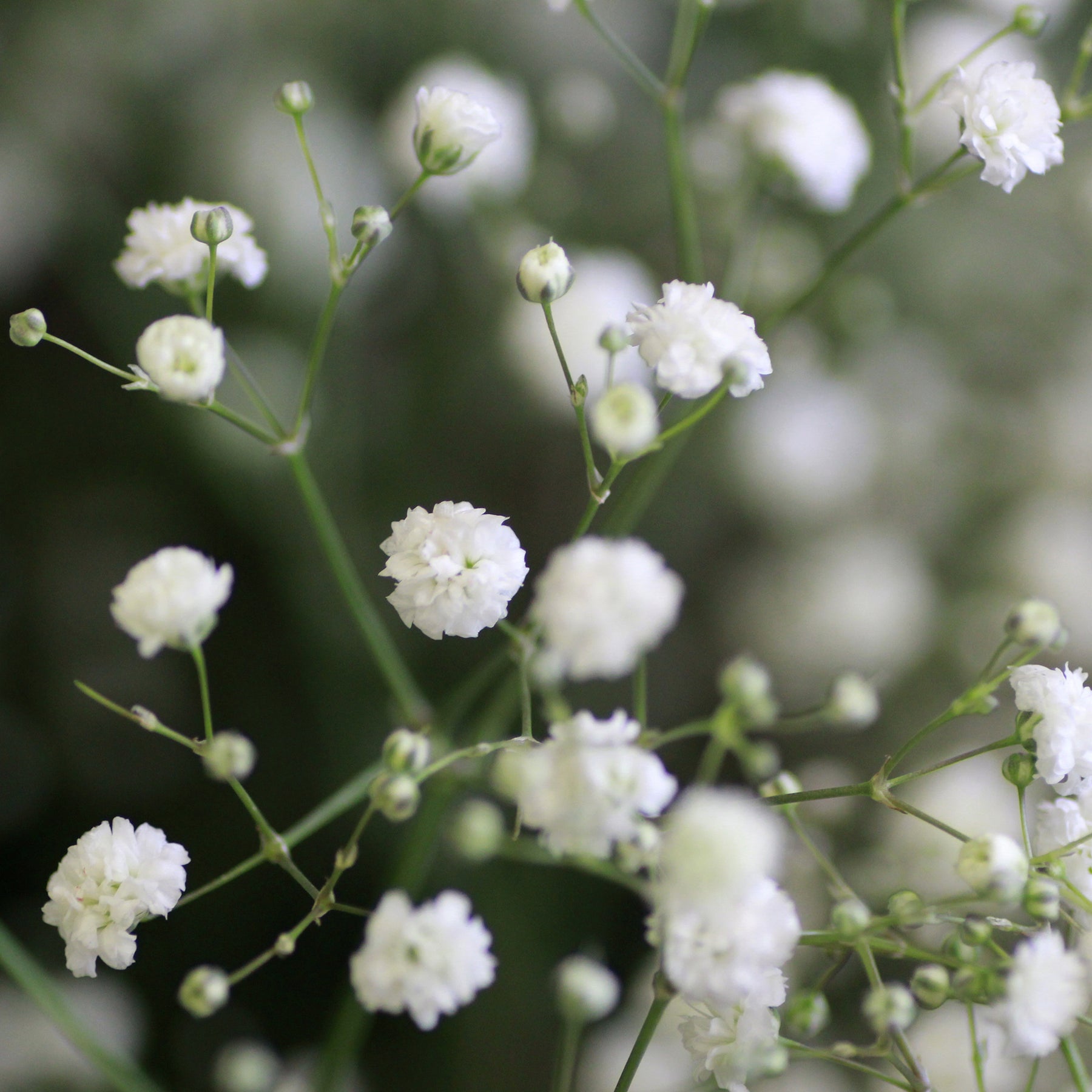 Gyspsophila, Liatris, Echinacea - Vaste planten Mix Wit - Bloeiende vaste planten