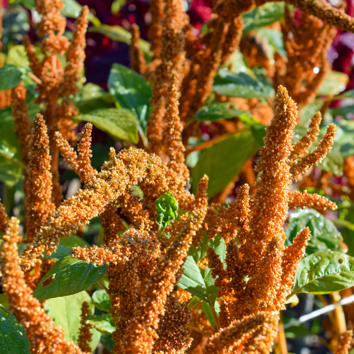Amaranthus cruentus Hot Biscuits - Amarant Hot Biscuits - Eenjarige bloemzaden