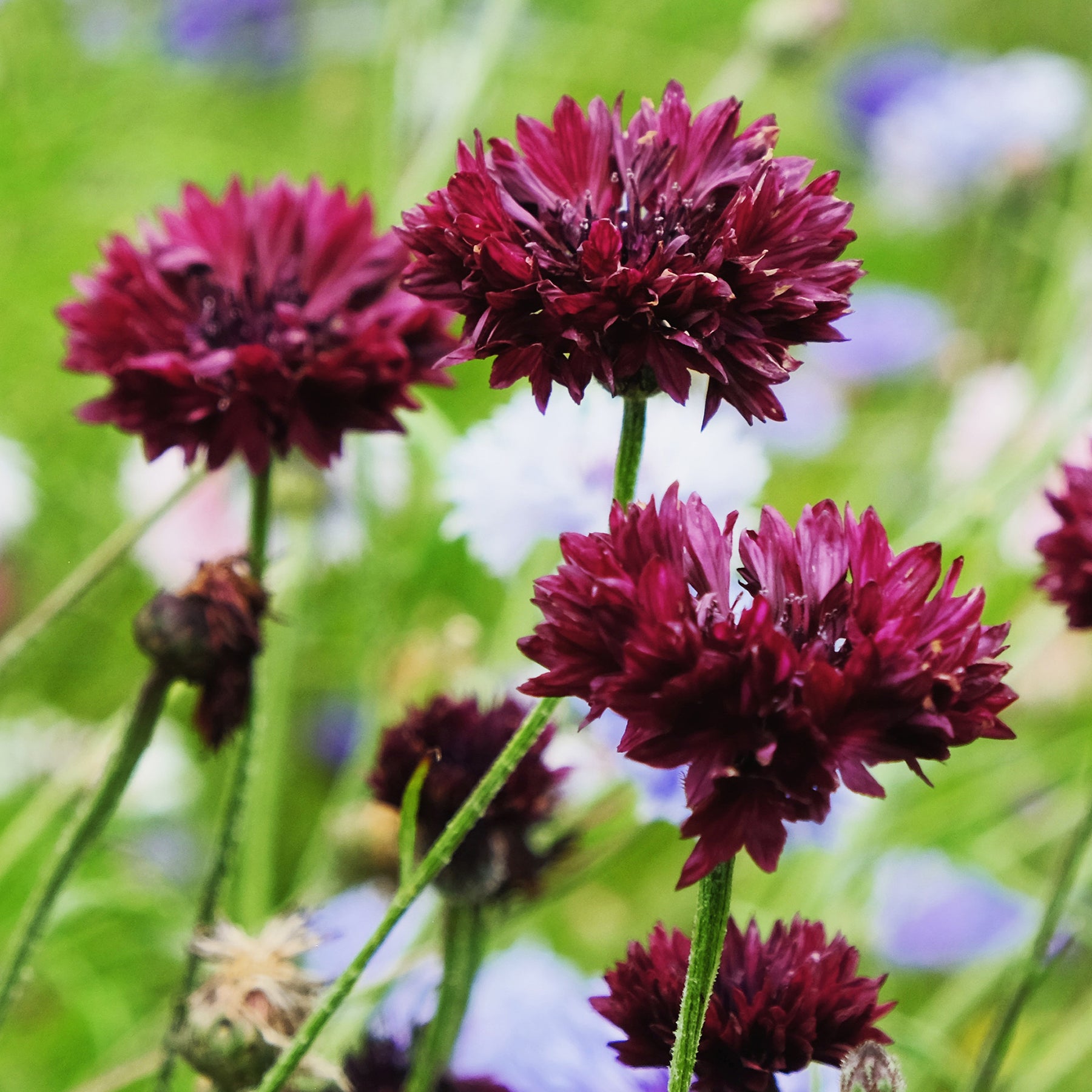 Korenbloem Black Ball - Willemse