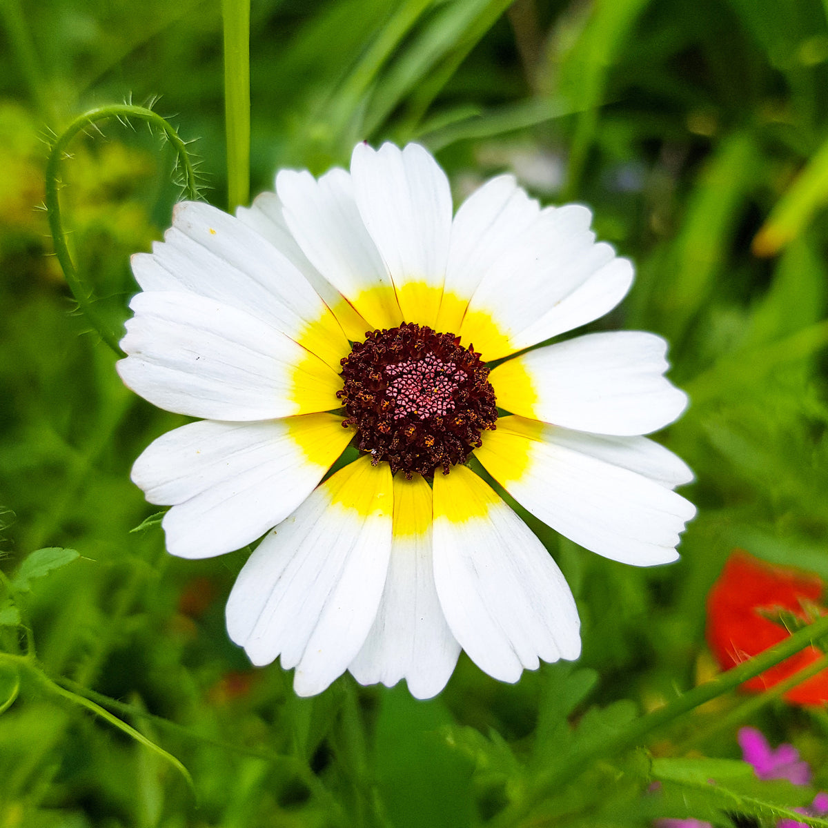 Bonte ganzebloem Polar Star