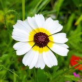 Bonte ganzebloem Polar Star