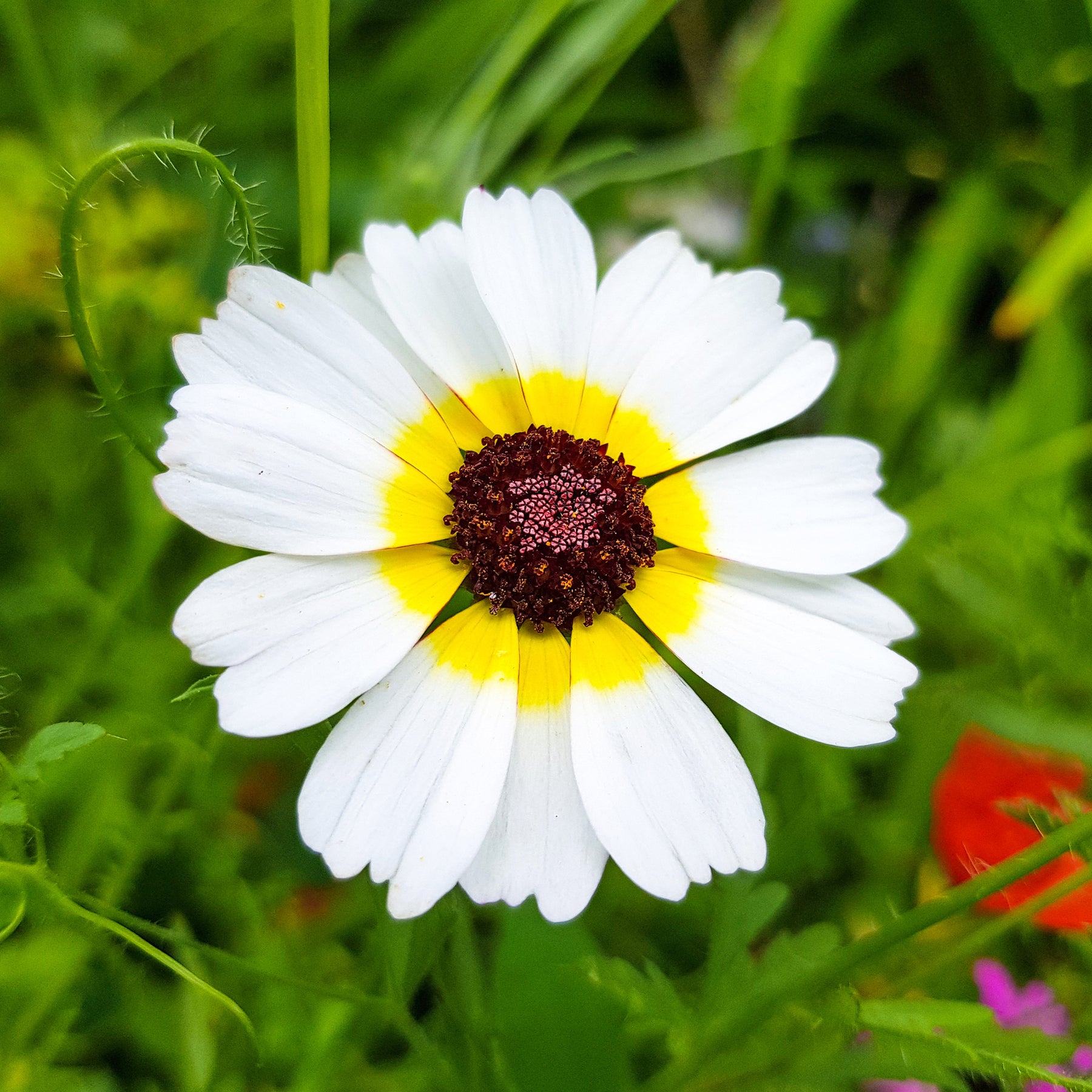 Bonte ganzebloem Polar Star