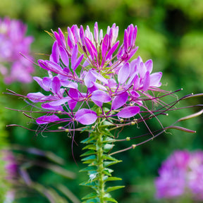 Kattensnor Violet Queen - Cleome hassleriana Violet Queen - Willemse