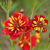 Meisjesogen Roulette - Coreopsis tinctoria Roulette - Willemse
