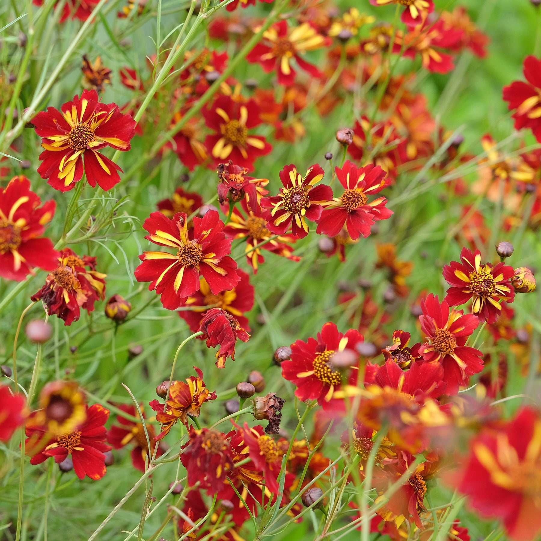 Coreopsis tinctoria Roulette - Meisjesogen Roulette - Bloemenzaden
