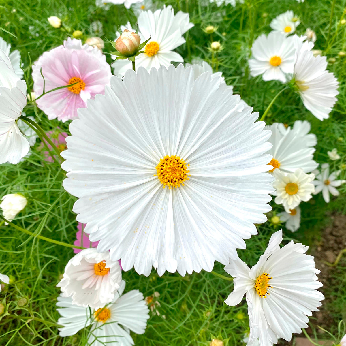 Cosmos Cupcakes White - Cosmos bipinnatus Cupcakes White - Willemse