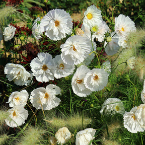 Cosmos Cupcakes White - Willemse