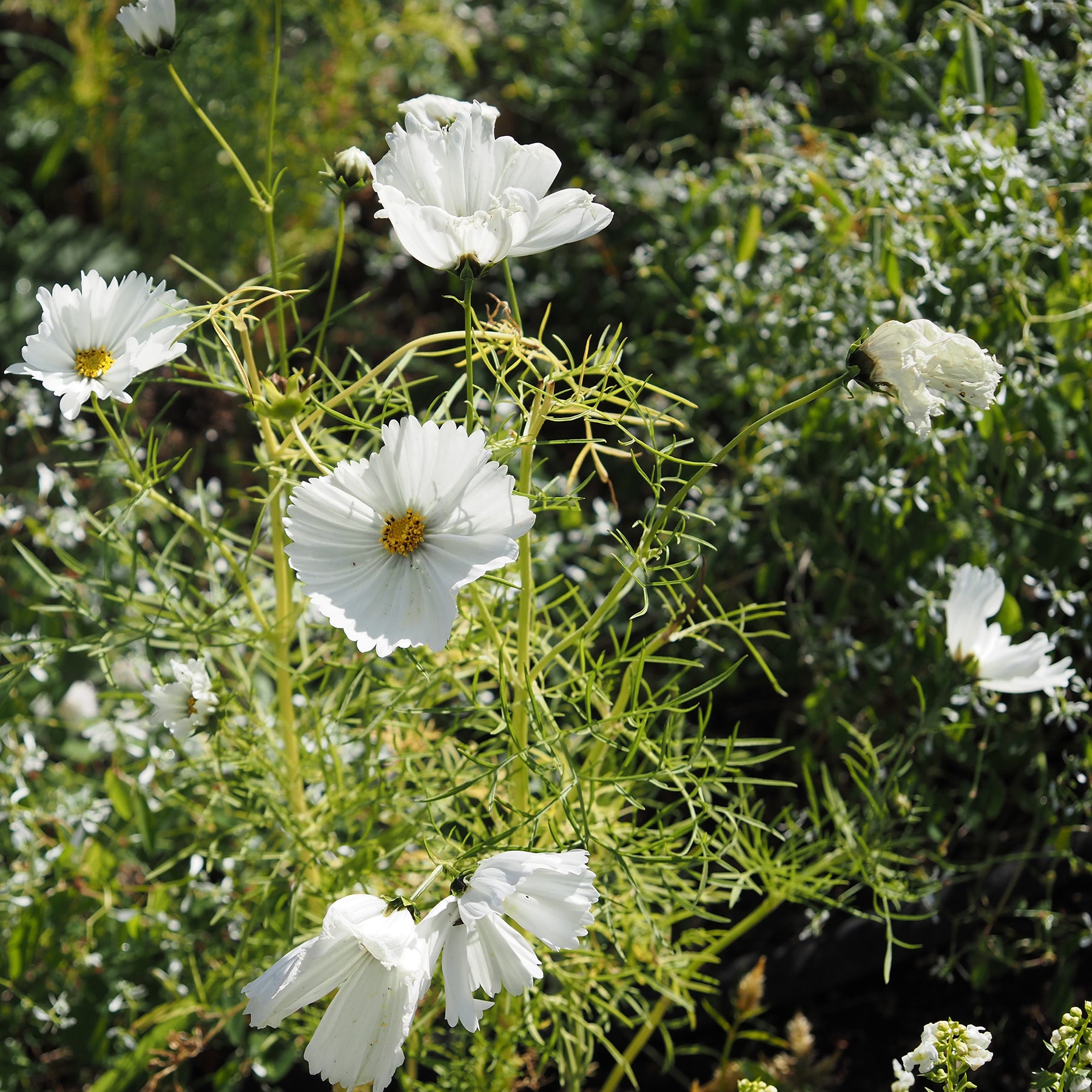 Eenjarige bloemzaden - Cosmos Cupcakes White - Cosmos bipinnatus Cupcakes White