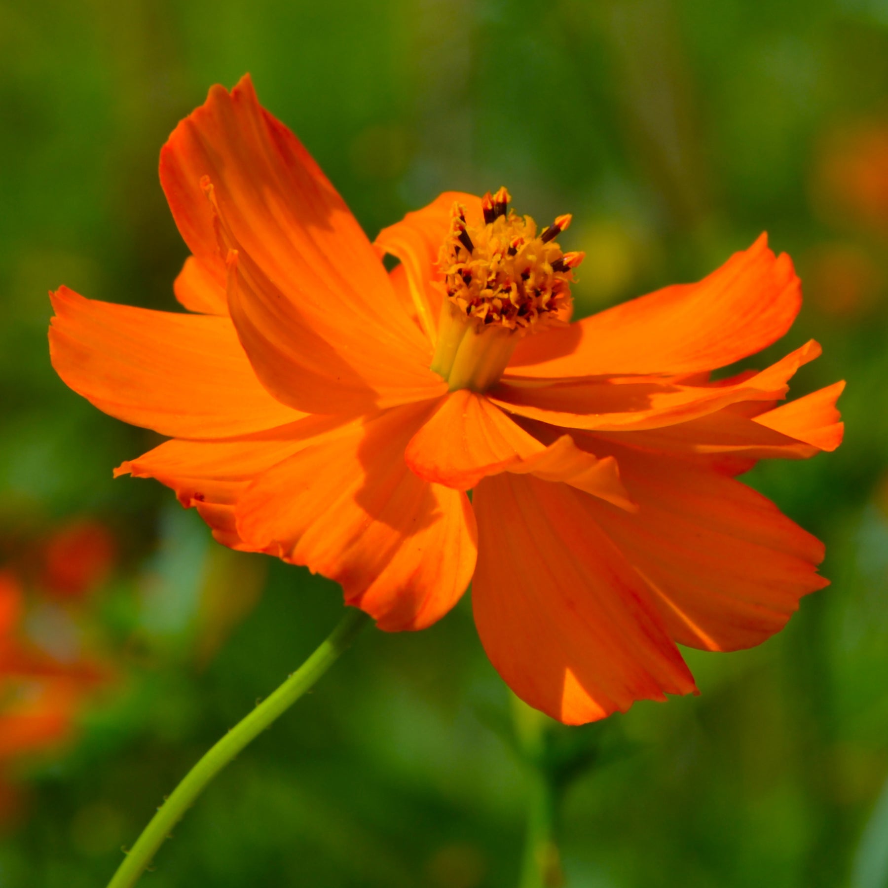 Oranje cosmea Brightlights - Cosmos sulphureus Brightlights - Willemse