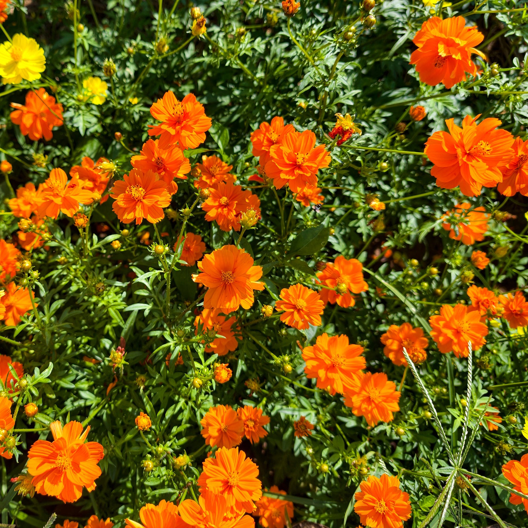 Oranje cosmea Brightlights - Willemse