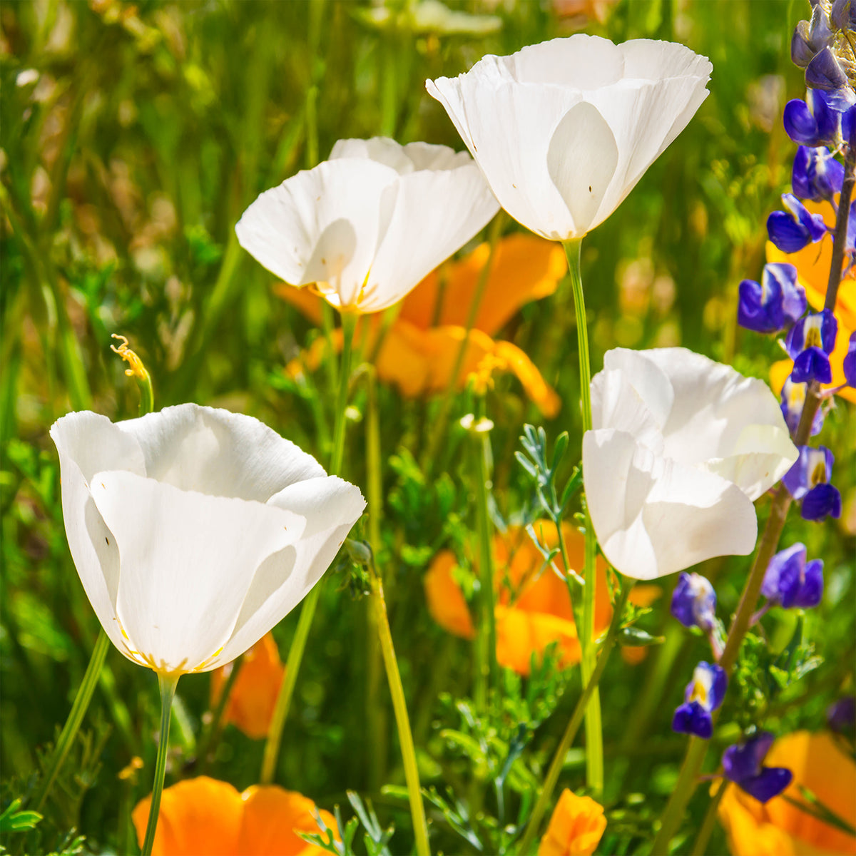 Slaapmutsje Ivory Castle