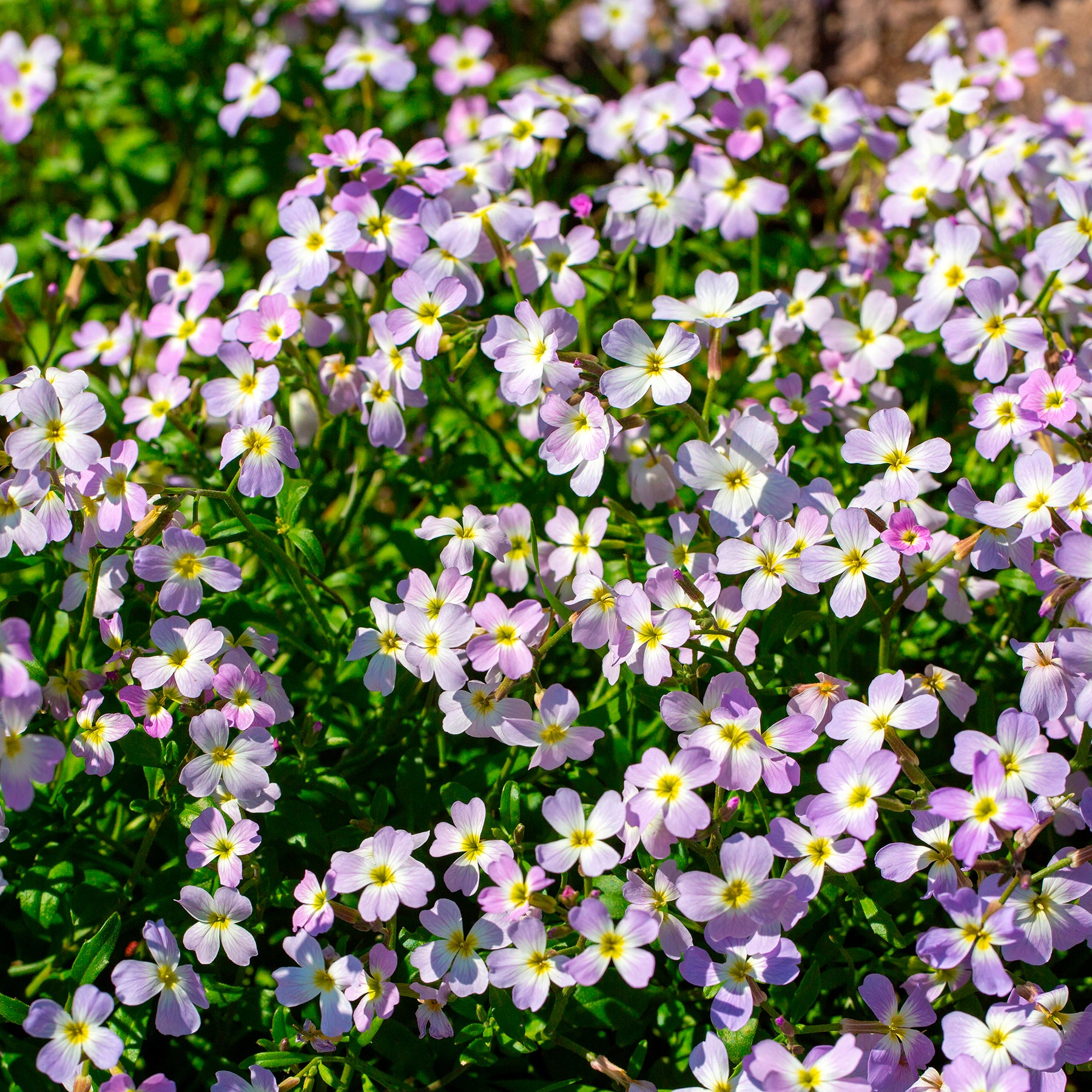 Malcolmia maritima - Strandviolier - Bloemenzaden