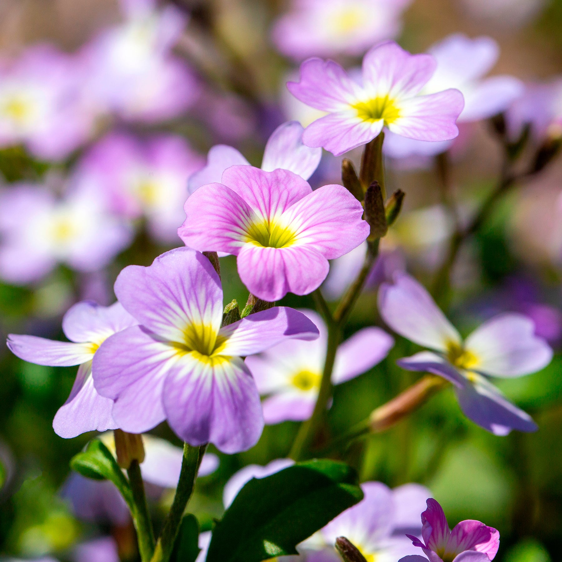 Strandviolier - Malcolmia maritima - Willemse