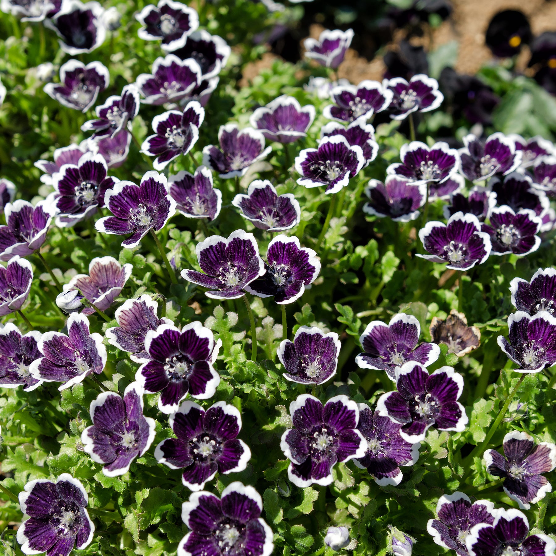 Bosliefje Penny Black