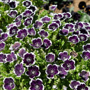 Bosliefje Penny Black