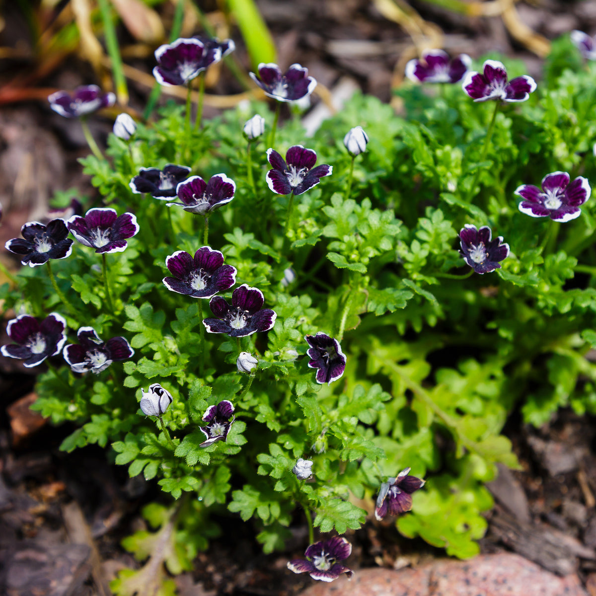 Bosliefje Penny Black