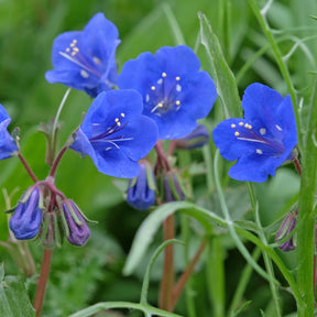 Bijenvoer Blue Bell