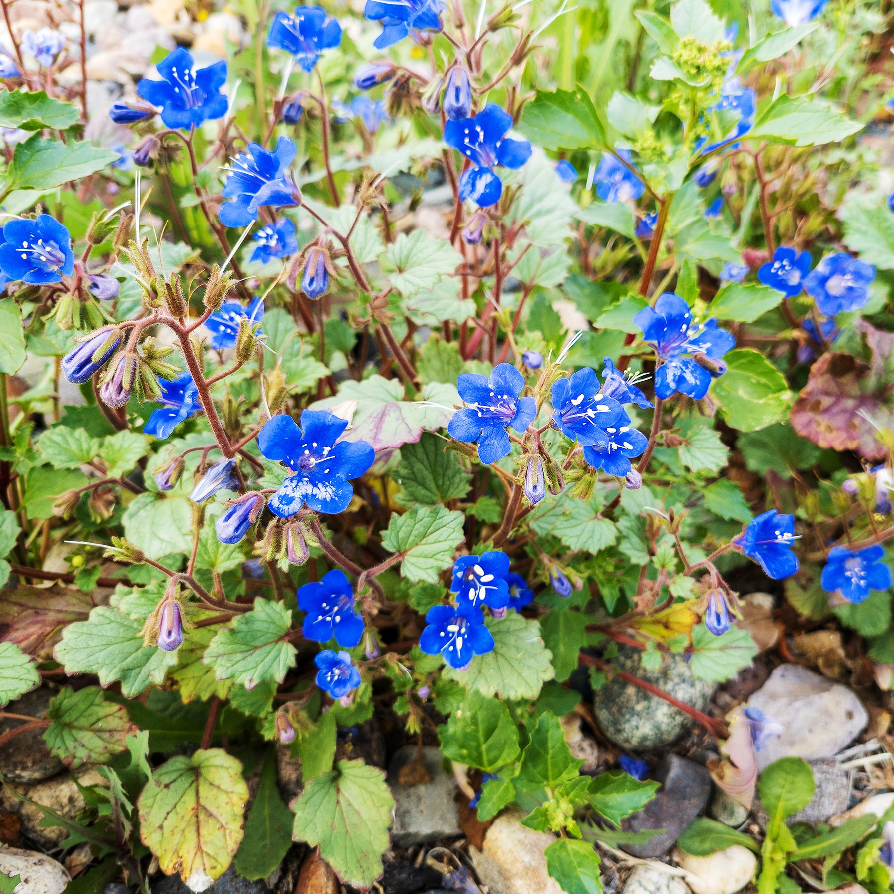 Bijenvoer Blue Bell