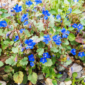 Bijenvoer Blue Bell