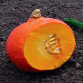 Pompoen Uchiki-Kuri