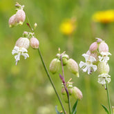 Blaassilene