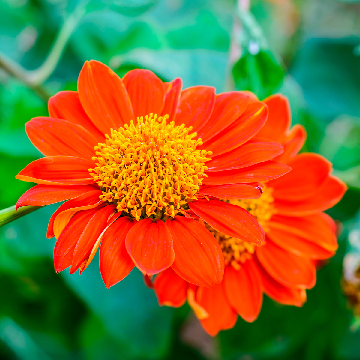 Mexicaanse zonnebloem Torch