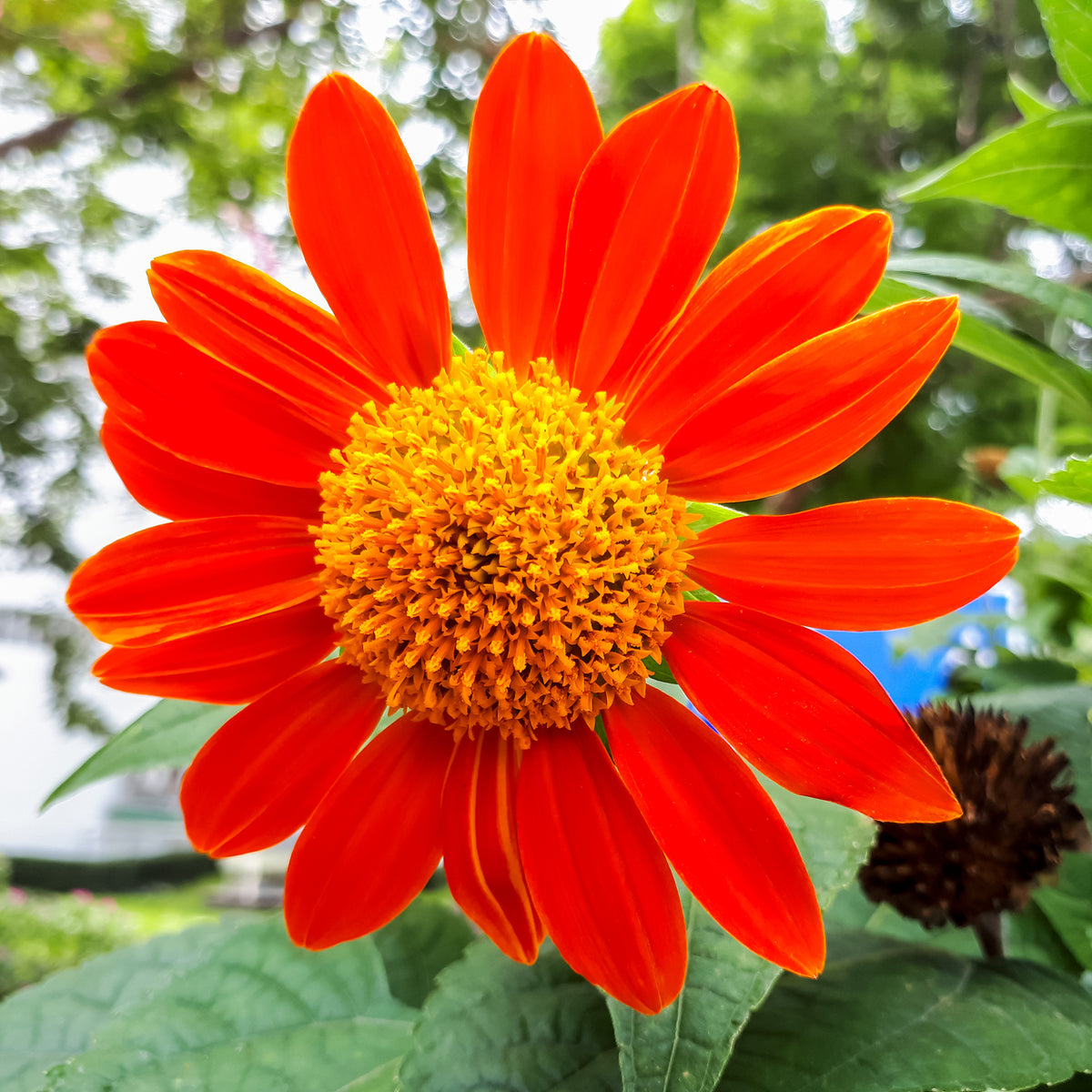 Mexicaanse zonnebloem Torch