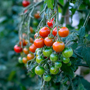 Tomaat Gardeners Delight - Willemse