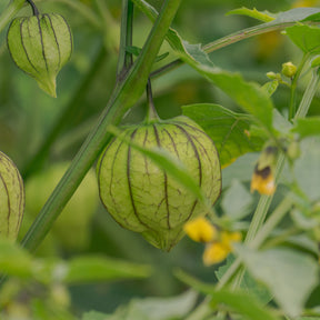 Tomatillo - Willemse