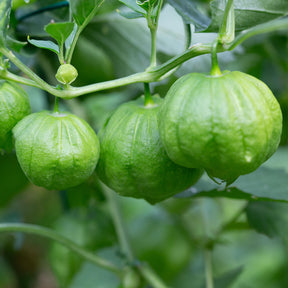 Tomatillo - Physalis ixocarpa - Willemse
