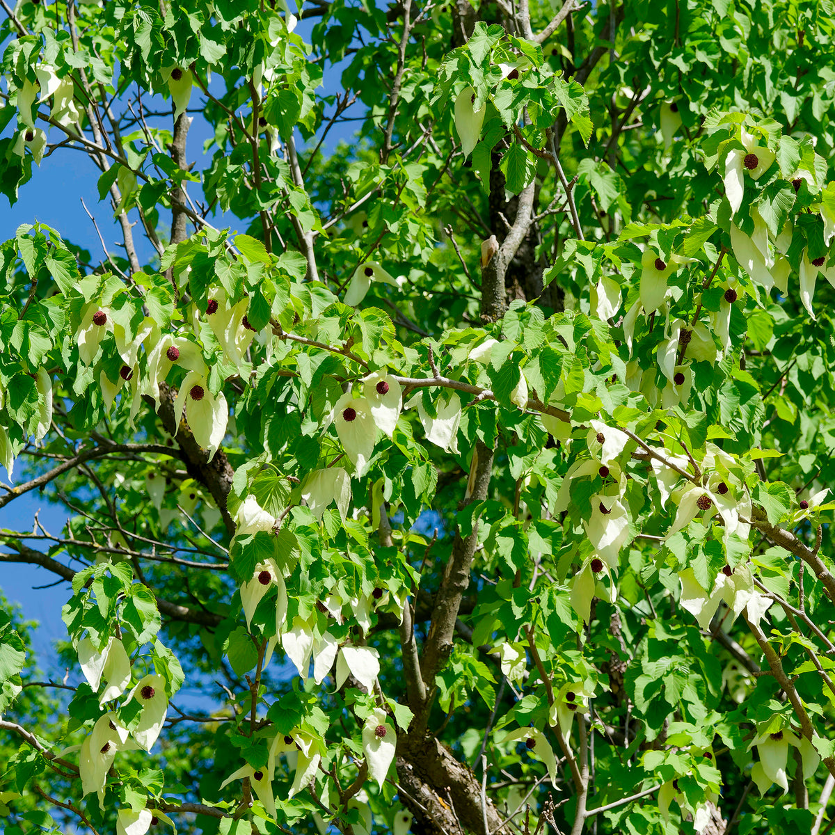 Zakdoekenboom - Davidia involucrata - Willemse