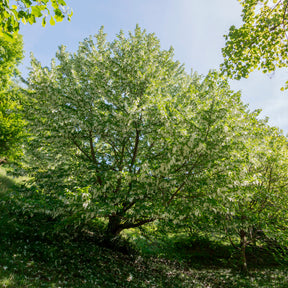Davidia involucrata - Zakdoekenboom - Bloeiende heesters
