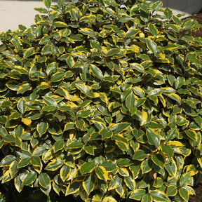 Olijfwilg Viveleg - Elaeagnus ebbingei Viveleg - Willemse