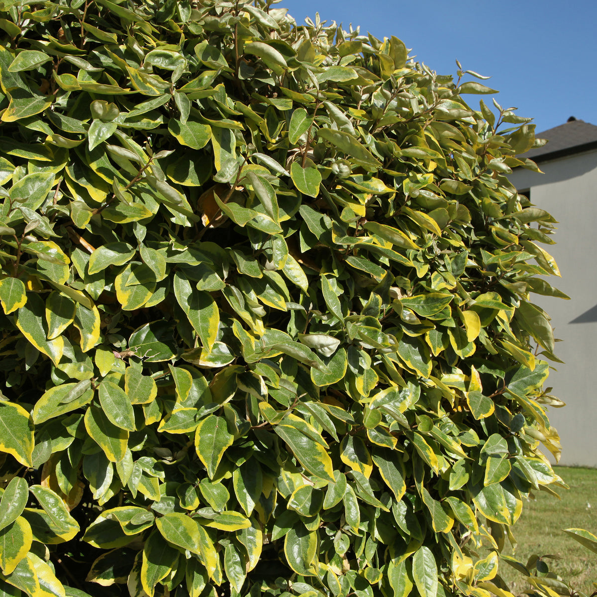 Elaeagnus ebbingei Viveleg - Olijfwilg Viveleg - Olijfwilg